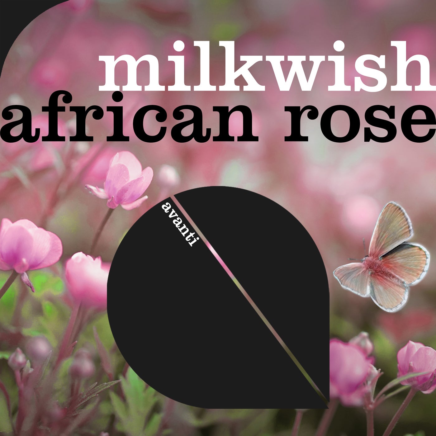 Milkwish – African Rose [AVANTI6520]